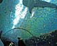 Georgia Aquarium